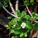 Cotoneaster dammeri fleur P15